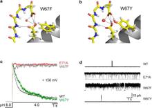 Figure 2. Influence of aromatic substitutions at Trp-67 in KcsA. Image of a single P-loop subunit with the putative hydrogen-bond network extracted from the last step of a 5 ns molecular dynamics simulations W67F (a) and W67Y (b). (c) Normalized macroscopic K+ currents activated by pH jump (from 8 to 4) in WT-KcsA and mutants W67F, W67Y, and E71A. Traces were obtained at depolarizing potentials in symmetric 200 mM KCl. (d) Representative single-channel traces from WT-KcsA and mutants W67F, W67Y, and E71A obtained at pH 4 and +150 mV in symmetric 200 mM KCl.