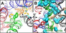 Figure 2. Intrinsic ability of the apo/open conformer to assume the closed/occluded state upon rotational isomerization of Trp-202 and solvation of substrate binding site. 