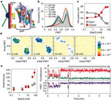 a, Experimental set-up: H7C/R86C-LeuT labeled with Cy3 and Cy5 (stars) was immobilized via a biotin acceptor peptide (BAP) on a passivated glass surface and illuminated using total internal reflection. FRET traces (>110 per condition) were collected with varying concentrations of Na+ (160-ms time resolution for all, except 30–50 mM with 400 ms). b, Histograms of FRET traces, filtered to remove fluorophore dark states. c, Fraction of time in the lower-FRET open state (black open squares) and the high-FRET closed state (red filled circles). d, Transition density plot: average FRET values before (x axis) and after (y axis) each transition were plotted as a two-dimensional chart in transitions per second (scale at right; Na+ concentrations are indicated). e, Average dwell times in each state. f, Representative traces (donor in green, acceptor in red, FRET in blue, and predicted state sequence (idealization) in red), where the solution was exchanged at 2 min from K+ to Na+ (200 mM). Error bars, s.d. of ≥100 bootstrap samples.