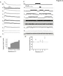 Glu71 mutants stabilize individual gating modes in a side-chain specific way.