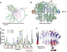 Global dynamics of GluA2 and GluA3 NTDs.