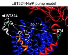 LRET distances in the Na/K pump: LRET distance determination between the LBT at position 324 and a fluorophore at position 74