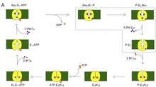 Dissecting the energetics in the pump cycle steps: schematic diagram of the Na+/K+ ATPase