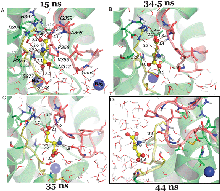 Figure 6. Succession of events leading to the dislocation of substrate in subunit B, MD2.